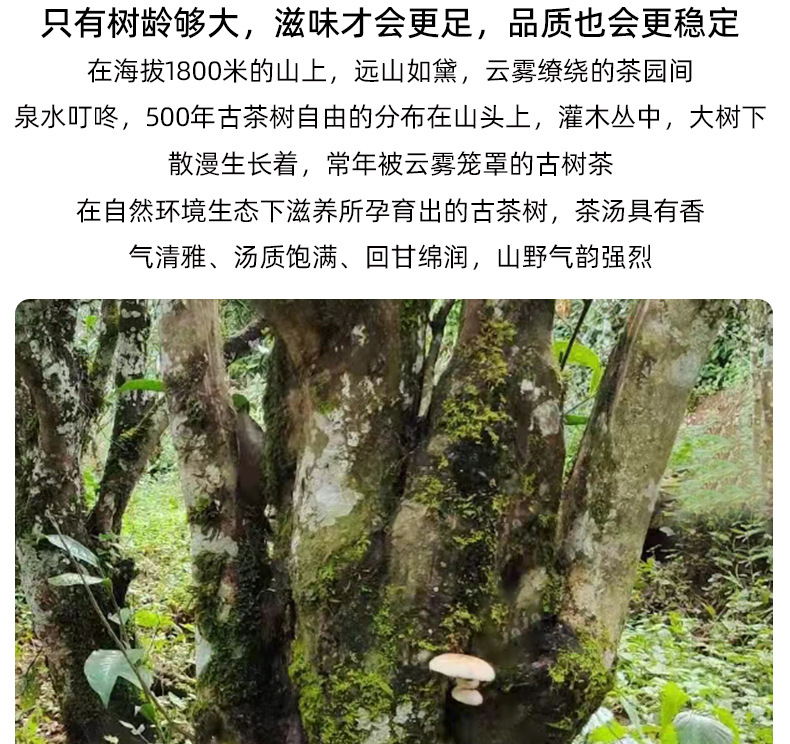 【南糯山·500】南糯山拔玛老寨古树生茶 200克茶饼头春500上古树