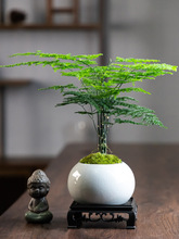 文竹盆栽植物室内客厅中式禅意小盆景好养绿植办公室摆件创意花卉