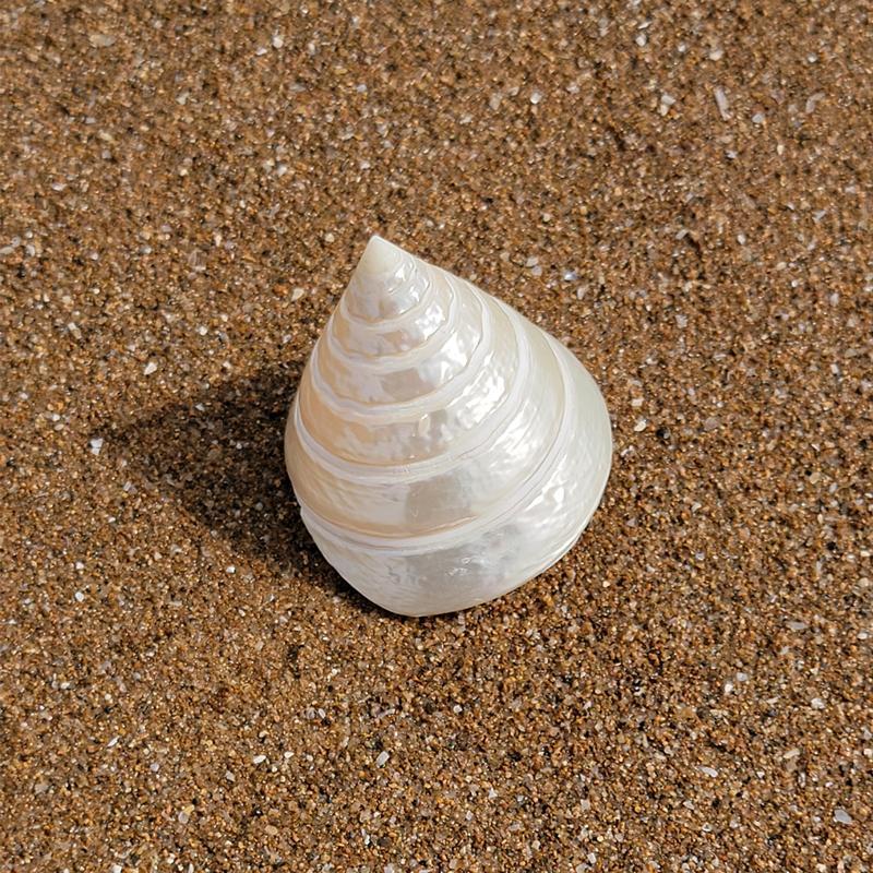 天然大海螺贝壳夜光小塔螺珍珠塔螺海星鱼缸造景海洋标本螺收藏