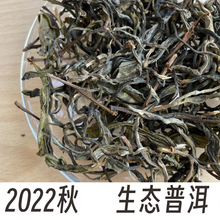 云南 茶叶  普洱茶 生茶  晒青  生态 2022年秋茶 散装 厂家 批发