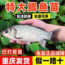 中科5号鲫鱼苗淡水养殖食用批发特大板鲫麻鲫工程鲫高背黄金鲫鱼