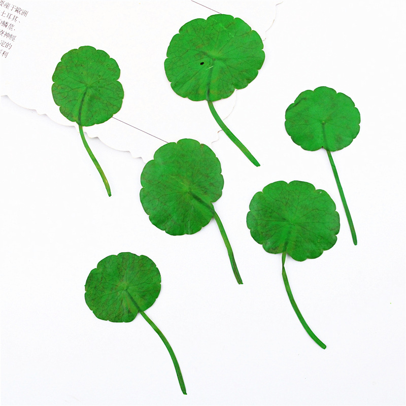 铜钱草真叶片染色 植物标本干花材料包压花台灯贴画 押花手机壳