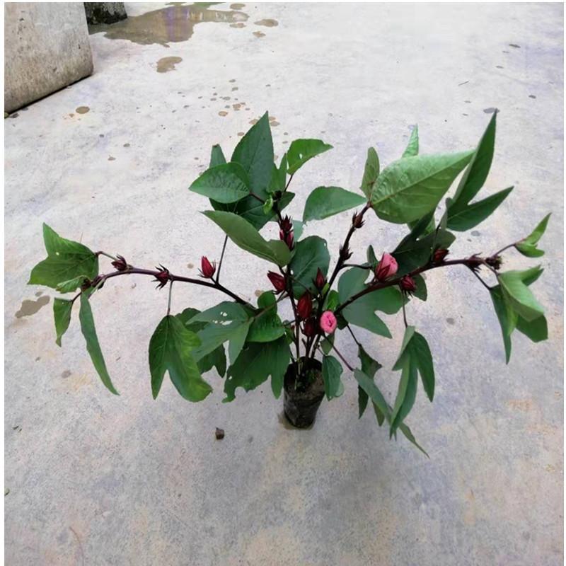 红桃k花苗,玫瑰茄苗,洛神花苗花可泡茶饮用,带育苗袋泥土发货