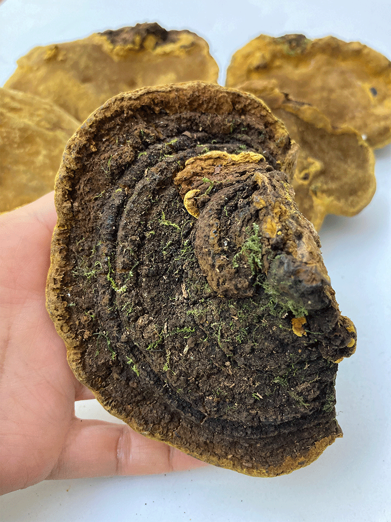 桑黄500g 西藏金边桑树桑黄灵芝散装零售 中药材批发 量大从优