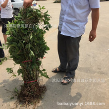 爬山虎苗 大小苗 爬墙虎苗 美国五叶地锦花卉树苗攀援爬藤植物庭