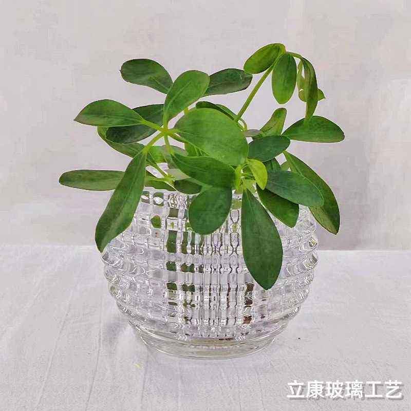 Creative Glass Thickening Hydroponic Plant Transparent Flower Pot Vase Green Dill Flowerpot Hydroponic Living Room Home Decoration Ornaments