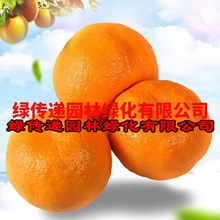 新品种091武鸣沃柑树苗橘子苗当年结果柑橘苗嫁接无核蜜桔子树苗