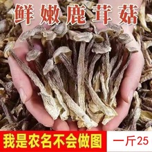 鹿茸菇干货500g新鲜鹿茸菌干锅鹿耳菇煲汤食材批发毛重非净重包邮