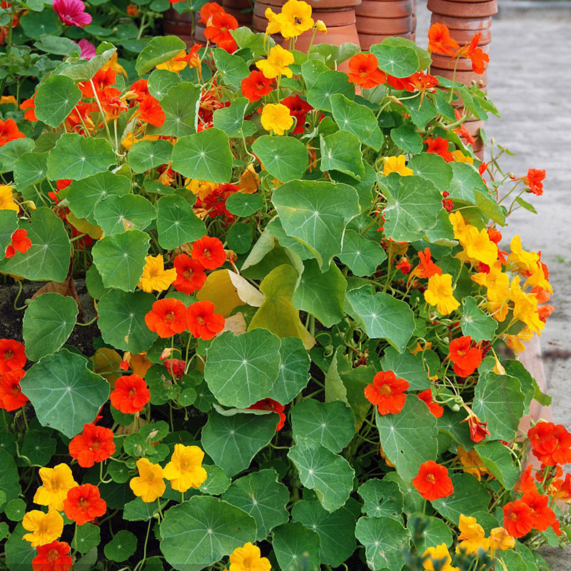 旱金莲种子旱荷花家庭园艺阳台易种爬藤观花种子庭院花种子包邮