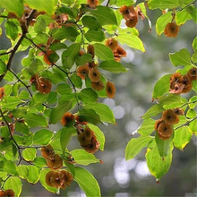 铜钱柳种子 铜钱树种子 绿化林木种子庭院绿植风景观赏树植物种子