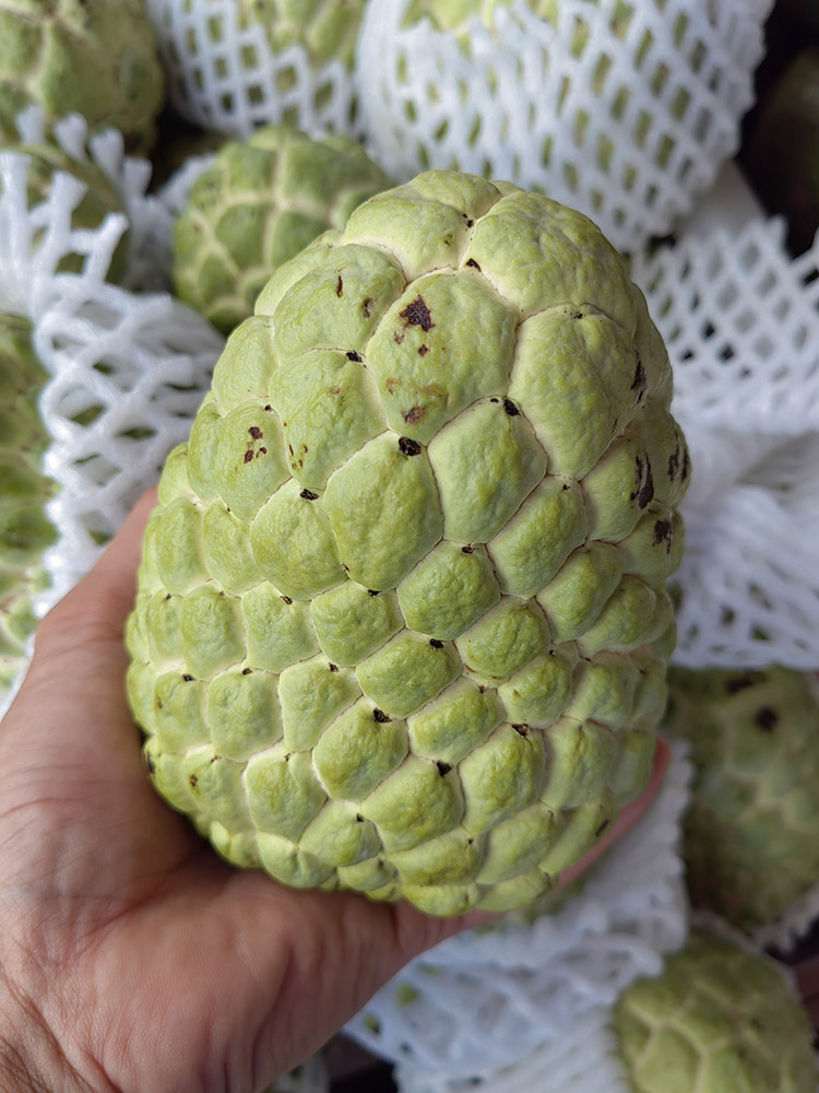 ii泰国大目释迦果特大果新鲜水果番荔枝佛头果冰琪淋果包-阿里巴巴