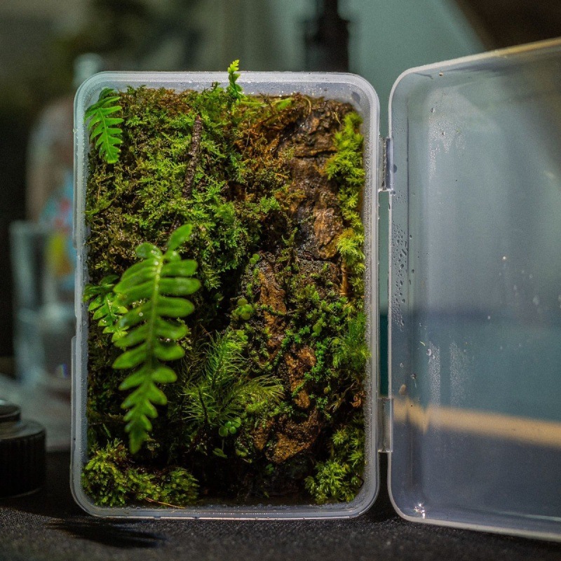 生态盒薇景观桌面绿植苔藓原生态桌上顺丰办公长条防腐代发亚马逊