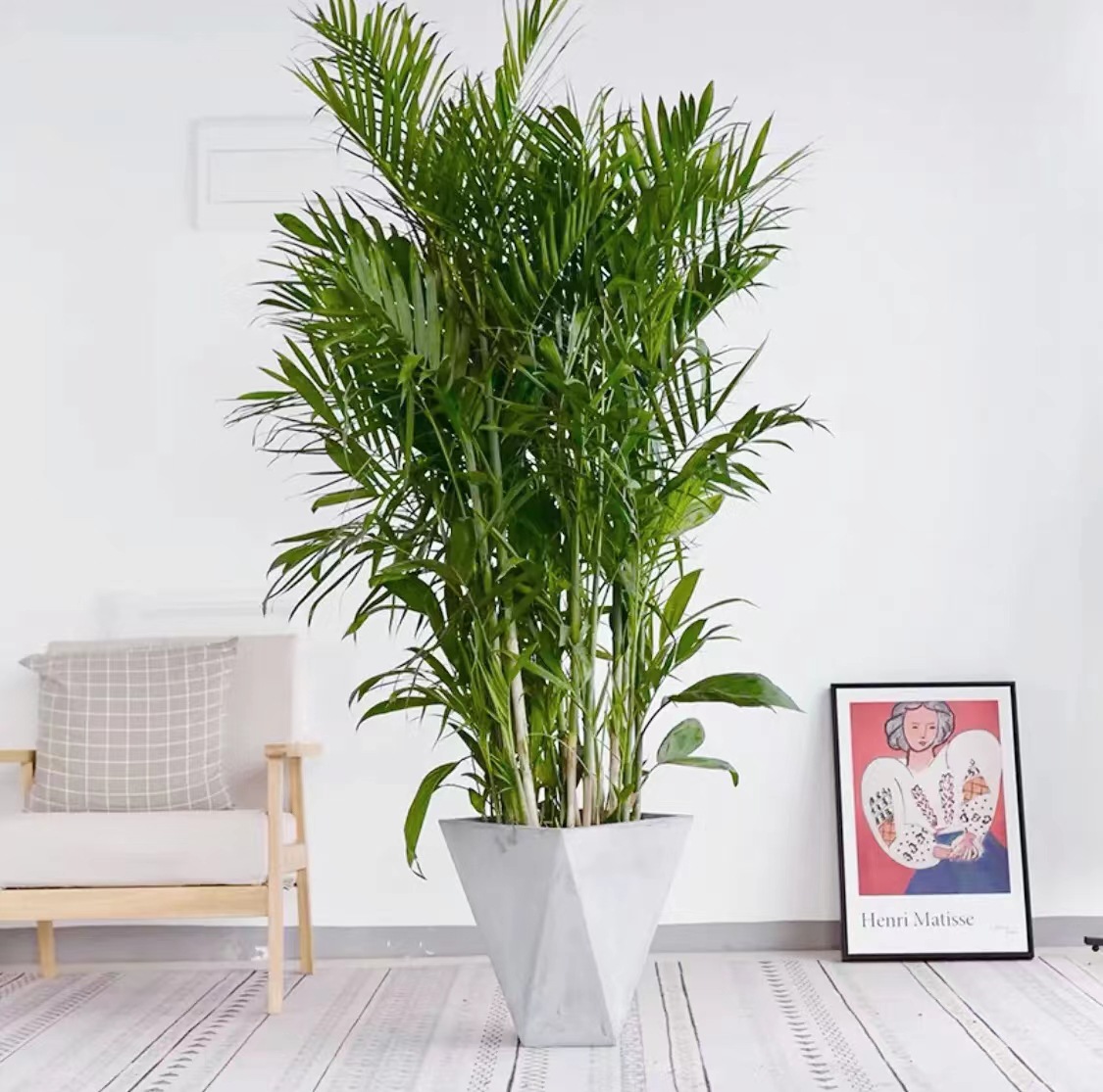 夏威夷盆栽植物基地植物大型客厅植物办公室植物室内植物植物租赁