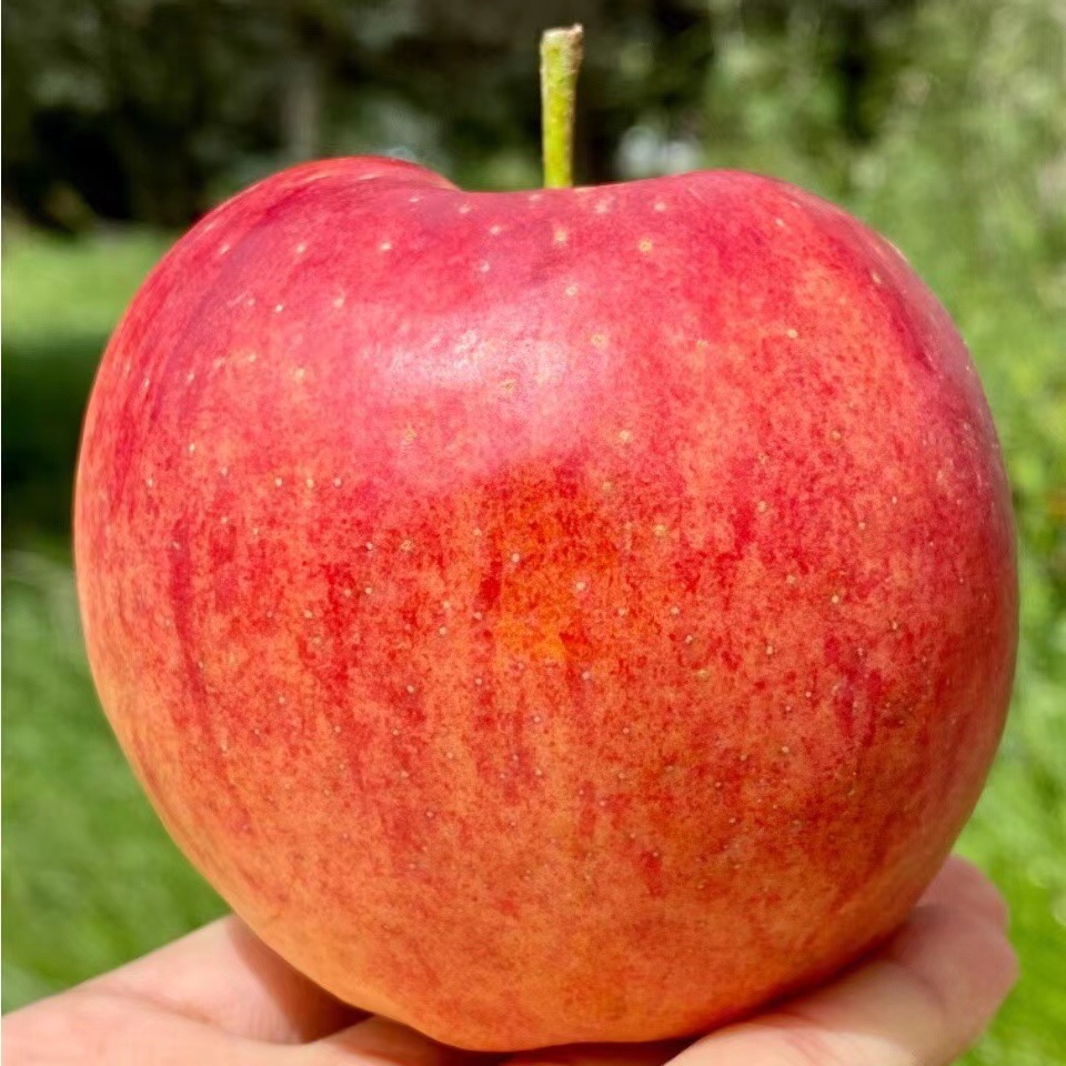 『云南昭通红露露苹果』当季现摘红苹果新鲜脆甜大果8斤水果富士