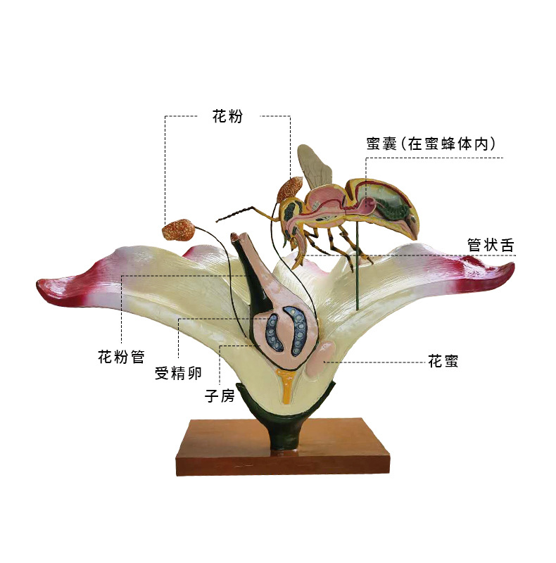 卡通蜜蜂摆件玻璃钢雕塑蜜蜂文化户外蜜蜂博物馆蜜蜂采花解剖模型