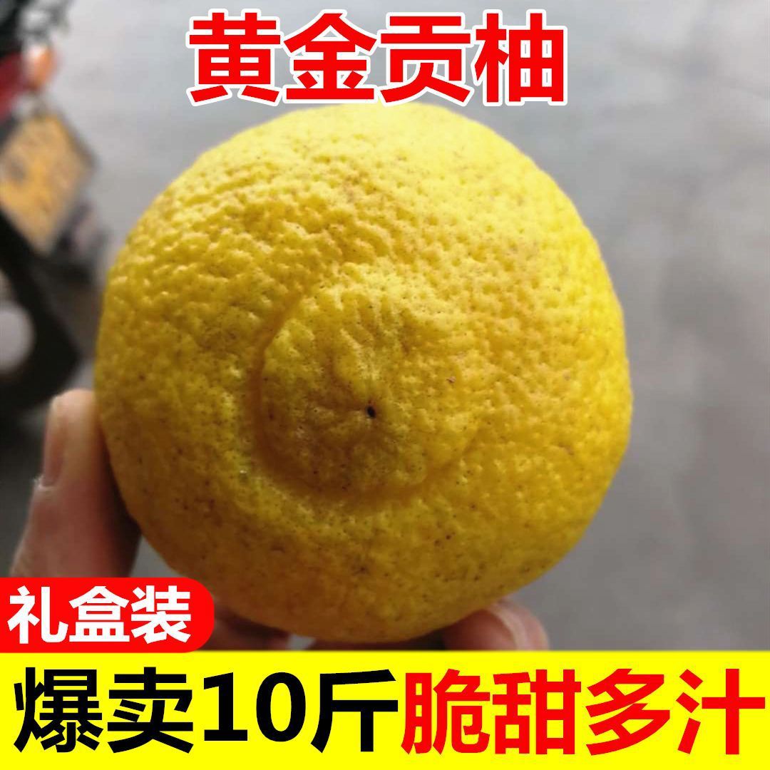 湖南怀化洪江黄金贡柚春香桔柚10斤礼盒雪峰山新鲜甜柚象山青