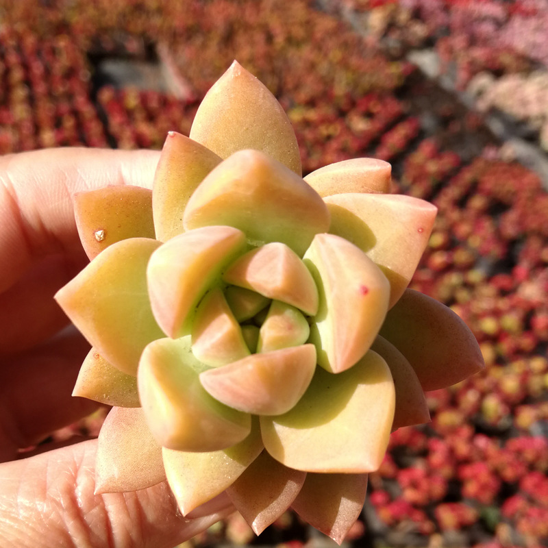 云南昆明巨型大型悬崖桩黄丽多肉植物基地新款超大老庄超萌巨多肉