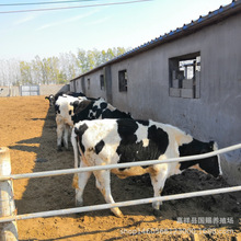养殖场出售荷斯坦奶牛黑白花奶牛母牛牛犊产奶的牛产奶量高
