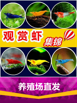 观赏虾淡水晶虾除藻虾樱花极火黄金背蓝宝石红琉璃七彩米虾宠物虾