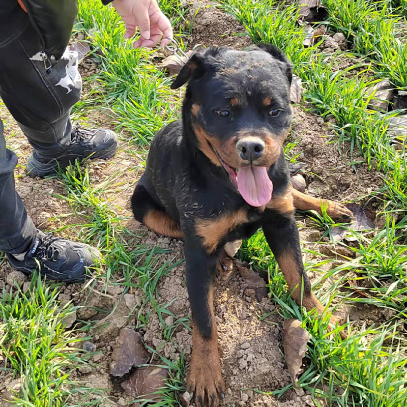 厂家直销 纯种罗威纳幼犬 德系双血统大骨架大头版 防暴犬 健康