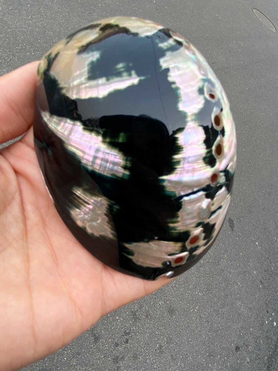 10-11厘米炫彩光泽黑金鲍 黑鲍鱼壳 天然贝壳海螺 鼠尾草燃烧壳