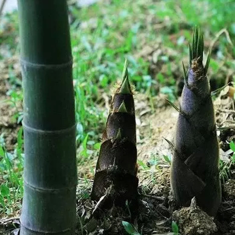 【甜竹苗】-甜竹苗厂家,品牌,图片,热帖-阿里巴巴