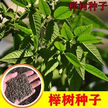 榉树种子 红榉种子 光叶榉树种子 大果榉树种子 高出芽率量大优惠