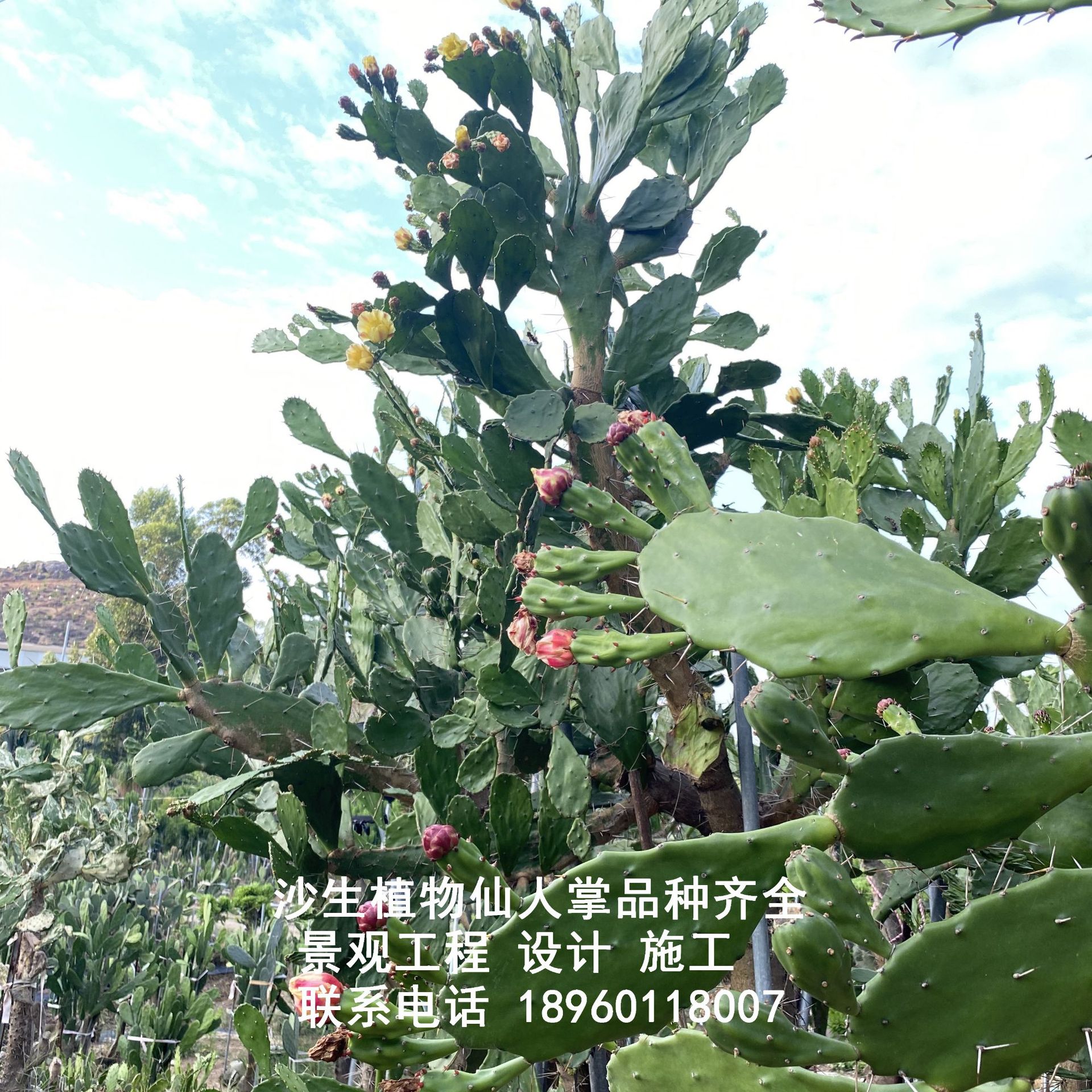 单刺团扇仙人掌千本剑植物强刺黄花老桩树型耐寒耐旱沙生植物基地