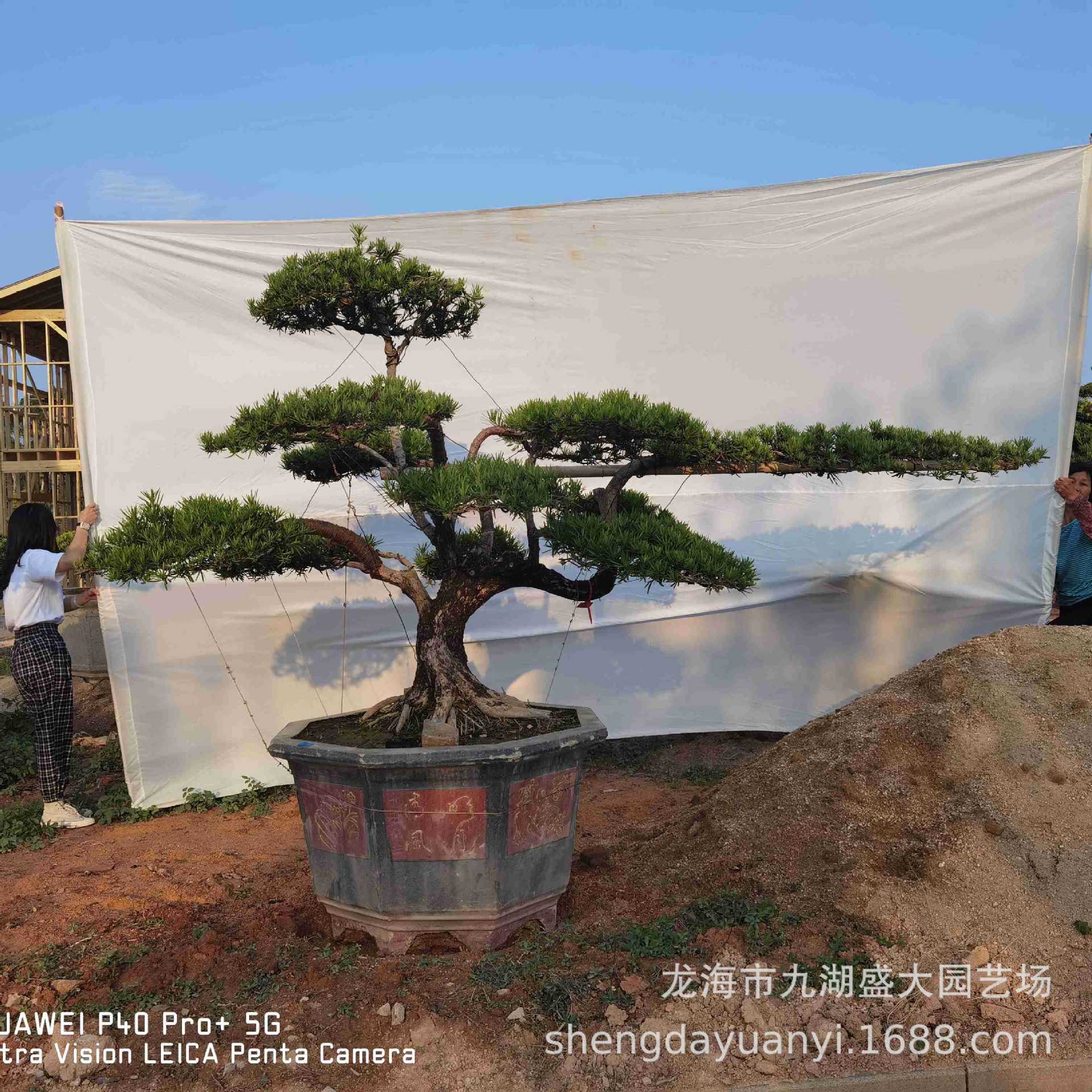 造型罗汉松桩头价格 批发罗汉松桩景 本地罗汉松批发高1.2-3米
