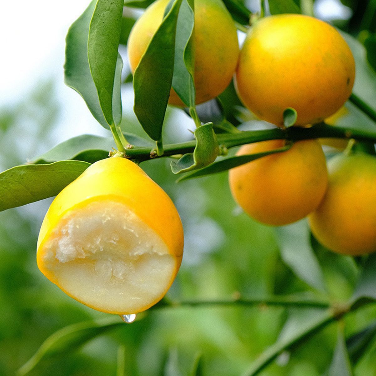 【现摘秒发】融安金桔子新鲜当季广西脆皮金桔脆蜜金柑滑皮小金桔