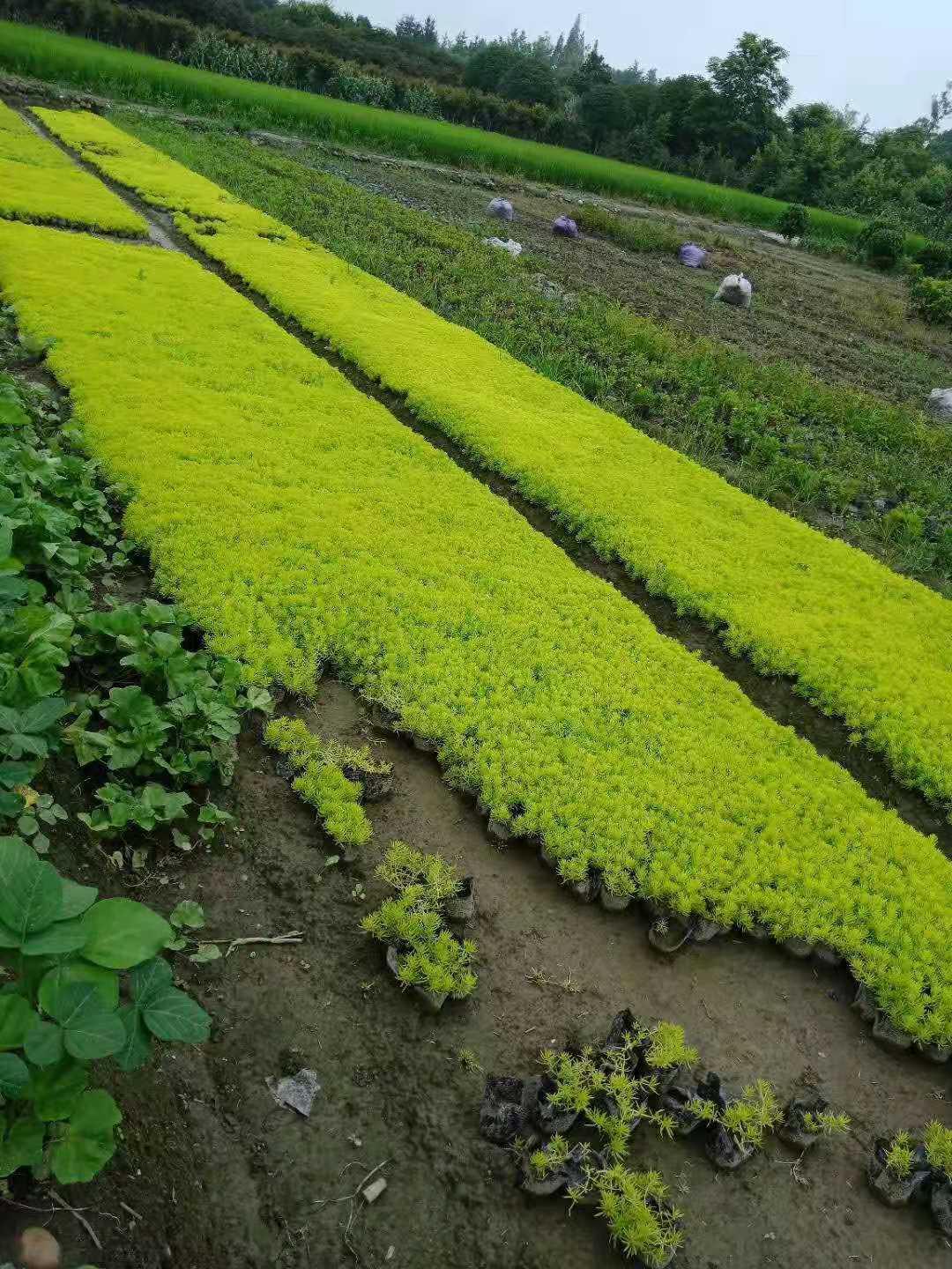 出售金叶佛甲草园林绿化彩叶地被植物_佛甲草_地被宿根_食品农业_商城