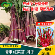 紫红菜心种子 红菜苔菜芯种子 家庭阳台菜园盆栽彩色蔬菜种子批发
