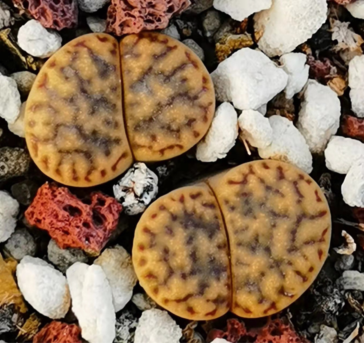 基地大棚直供球形多肉植物生石花柘榴玉双头母本花卉绿植小盆栽pp