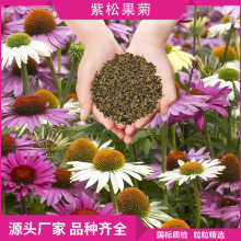 绿化花卉种子植物紫松果菊波斯菊花种庭院公园花坛景点花种子批发