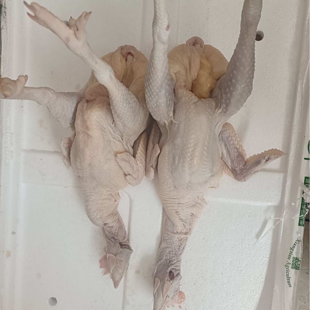 白阳雨海南文昌鸡整只活鸡现杀椰子鸡散养土鸡走地鸡冷冻整鸡鸡肉