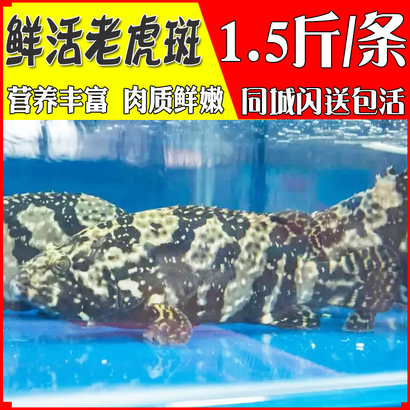 现捕鲜活海鱼老虎斑1.