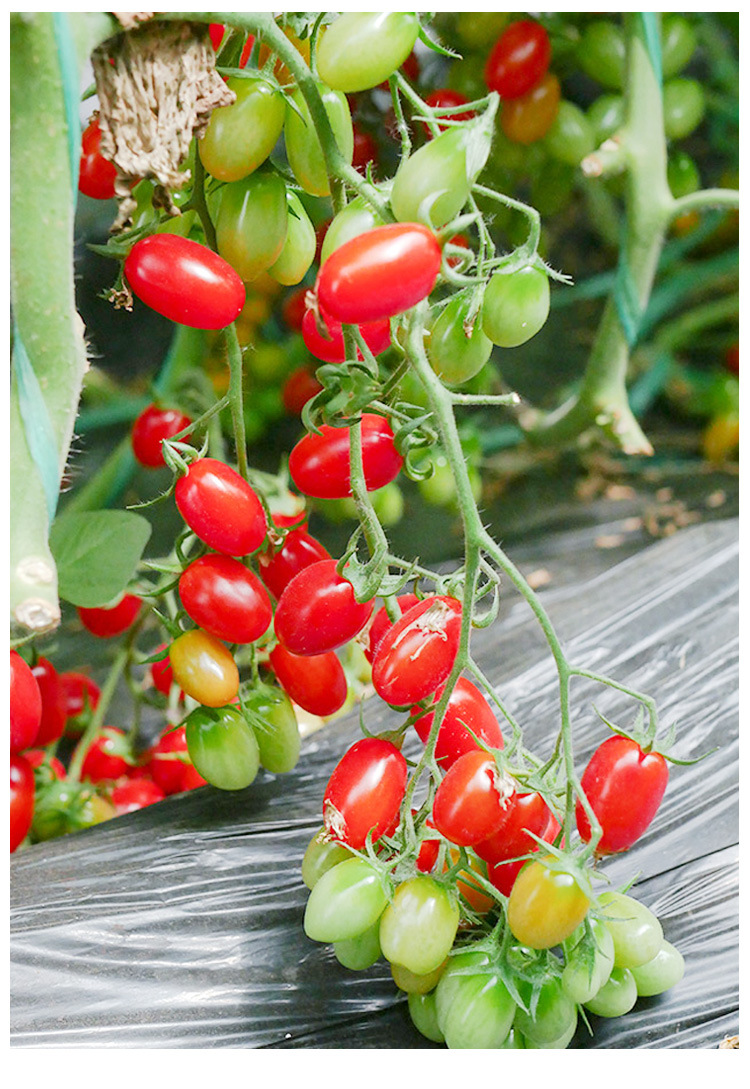 釜山88千禧圣女果种子玲珑小番茄种籽孑四季蔬菜果苗秧苗籽种菜种