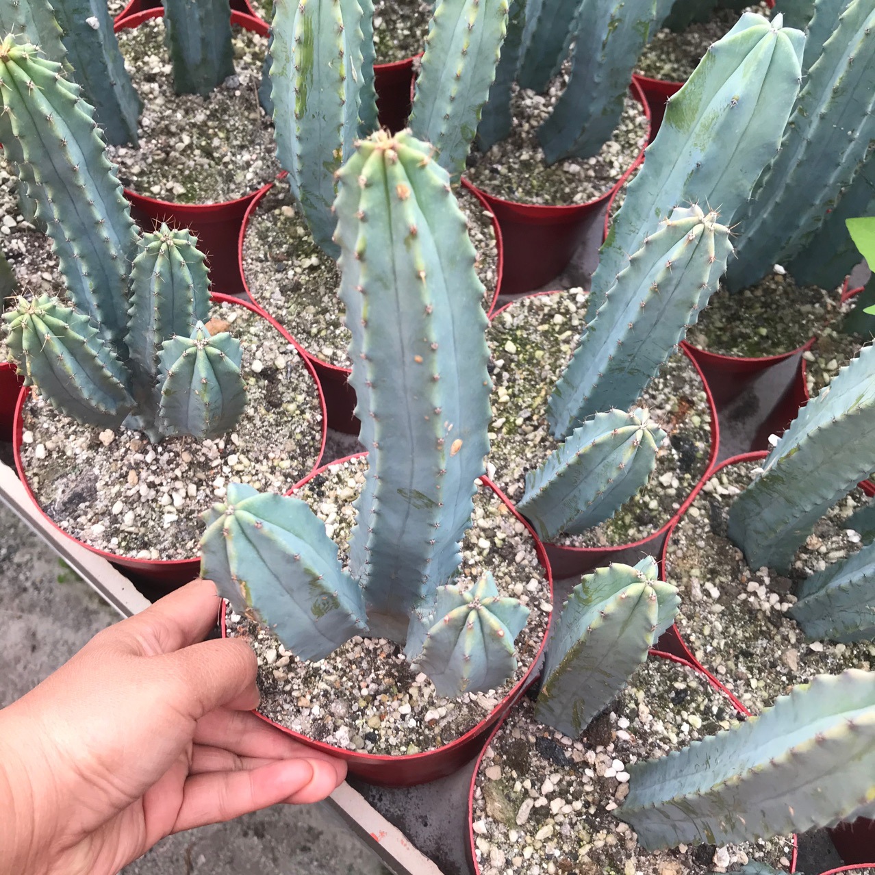 多头龙神木变异无刺龙神木多头蓝柱仙人球多肉植物小盆栽绿植园艺