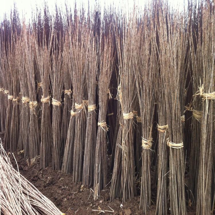 樱花苗重瓣樱花树苗早樱正宗晚樱绿化工程苗当年开花量大包邮