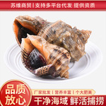 冻煮去脏海螺.9kg/件 自助餐烧烤酒店食材白螺翡翠螺花螺珍珠鲍螺