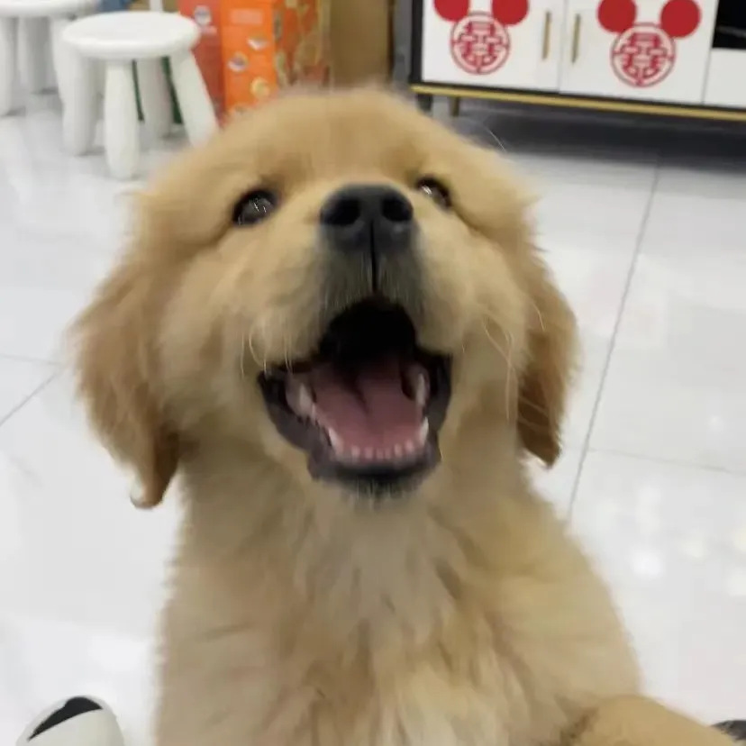 金毛幼犬纯种金毛小狗狗家养便宜中大型金毛幼犬宠物狗狗活物真狗