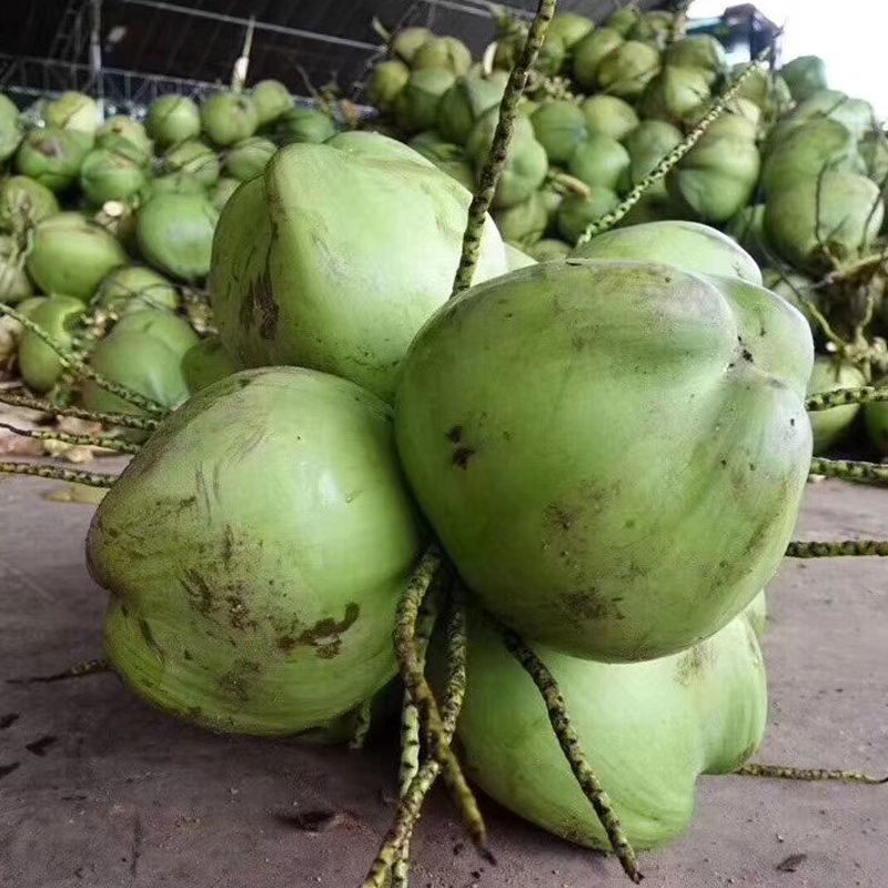 椰青批发海南新鲜大椰子现摘当季带皮孕妇水果补羊水椰子汁一整箱