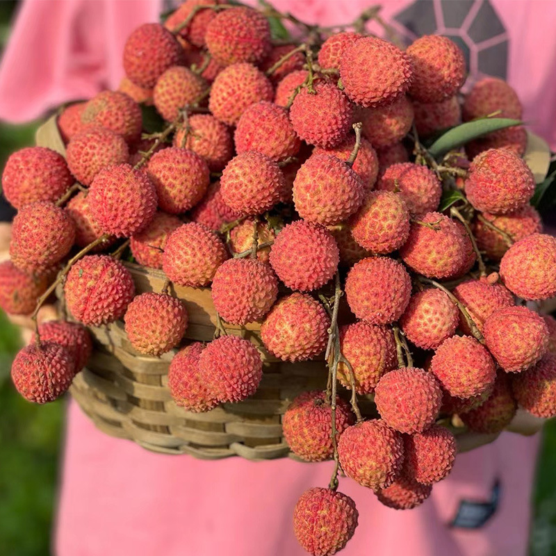 【顺丰空运】高州老树桂味荔枝当季新鲜荔枝现摘现发整箱5斤装