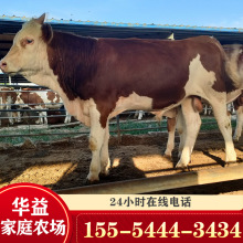 常年出售改良牛肉牛犊云南地区适合养殖改良西门塔尔牛夏洛莱牛