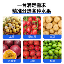 广州圣天 电动圣女果分级机 金桔大枣猕猴桃分选机龙眼水果筛选机