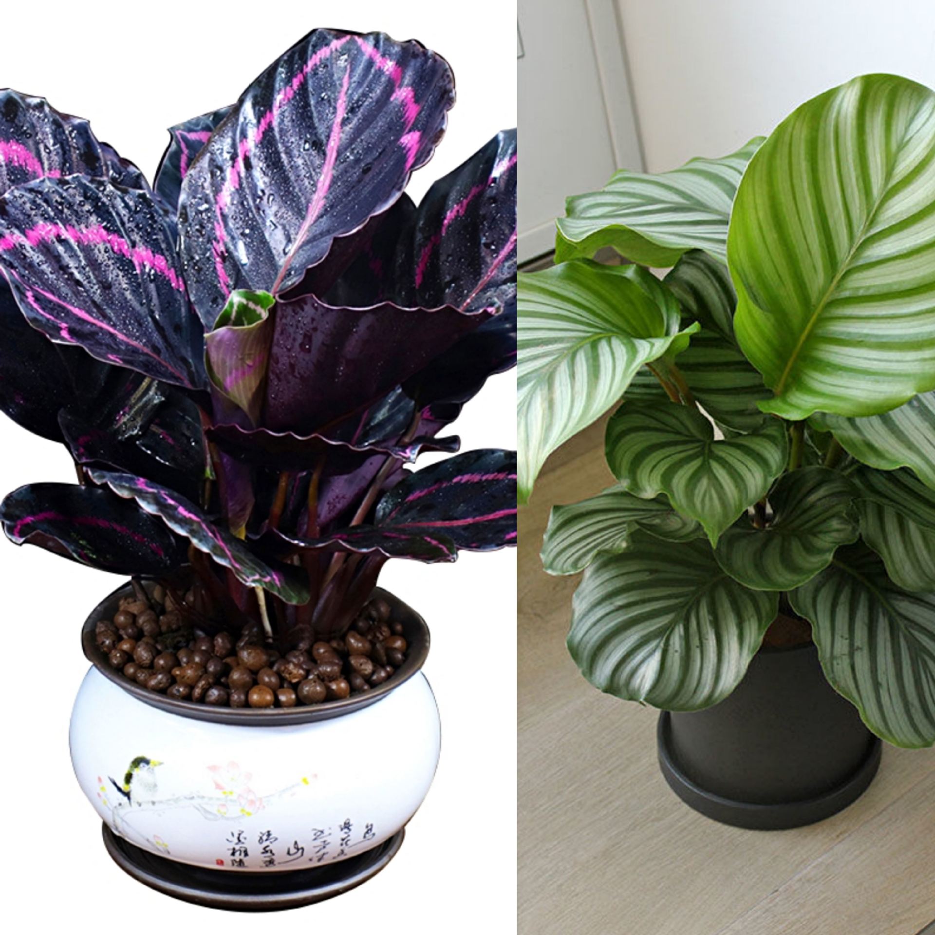 红美丽竹芋小盆栽苹果孔雀芋室内办公桌面吸甲醛喜庆花卉四季常青