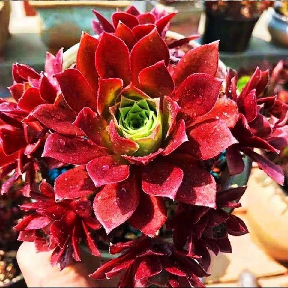 黑法师多肉植物超大 多头 特价清仓甩卖法师多肉老桩组合绿植盆栽