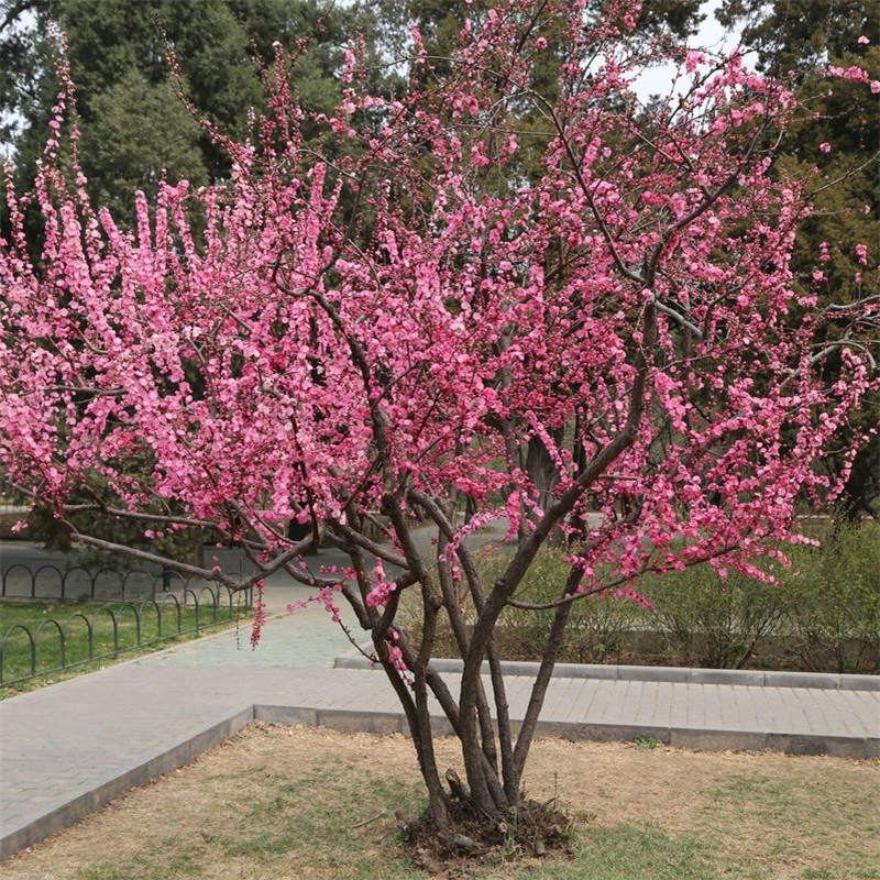 嫁接3公分4公分榆叶梅盆栽地栽丛生榆叶梅庭院园林绿化榆叶梅价格