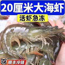 4斤装青岛大虾新鲜海虾对虾海鲜水产鲜活青虾基围虾冻虾白虾 预售