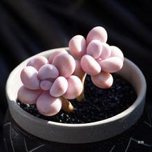 玛格丽特锦 砍头群生 肉肉多肉植物小盆栽绿植新手一物一拍带锦